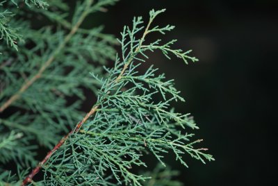 Cupressus bakeri - cypřiš bakerův - větévka